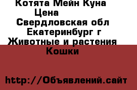 Котята Мейн Куна. › Цена ­ 10 000 - Свердловская обл., Екатеринбург г. Животные и растения » Кошки   